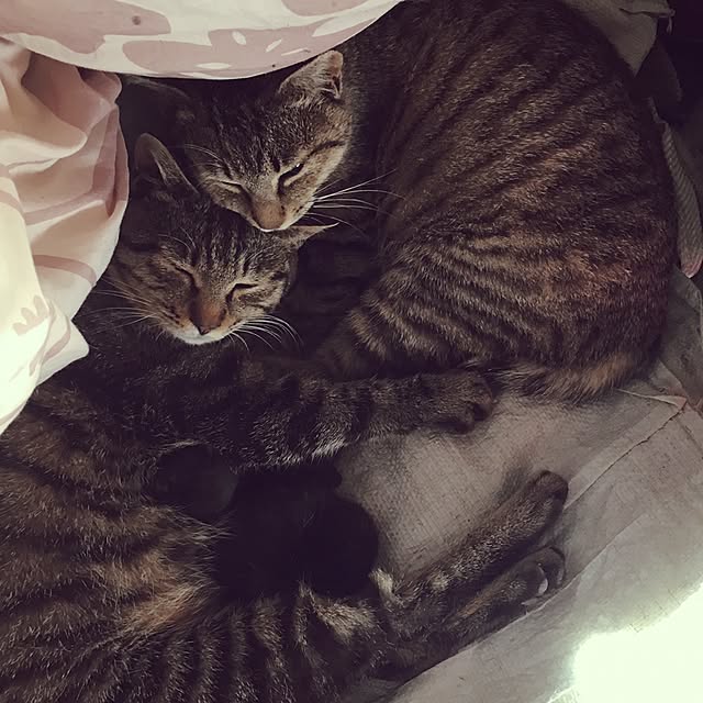 chi-koさんの実例写真