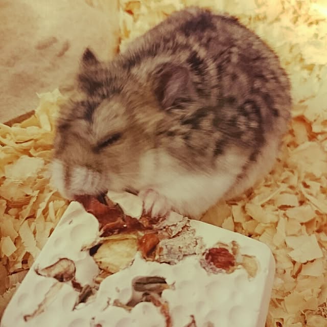 Junkoさんの実例写真