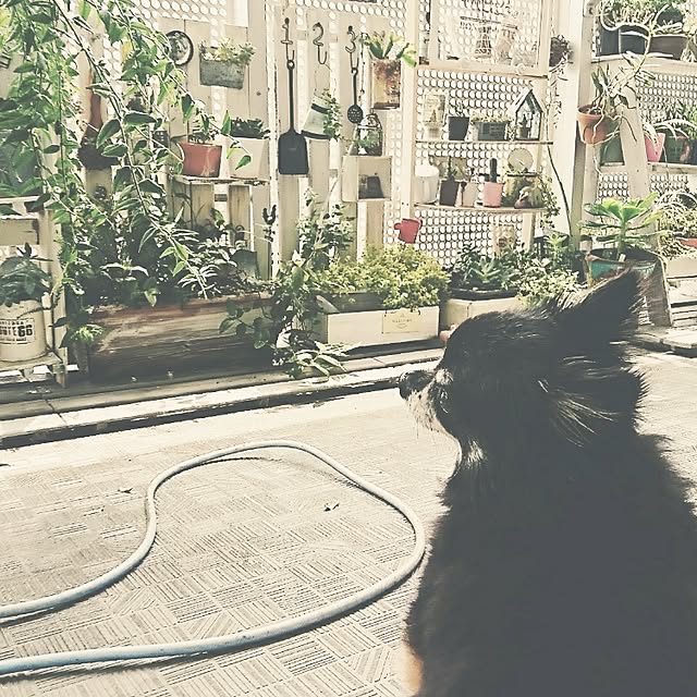 okameさんの実例写真