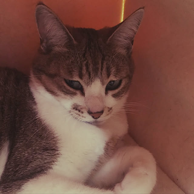sinya96さんの実例写真