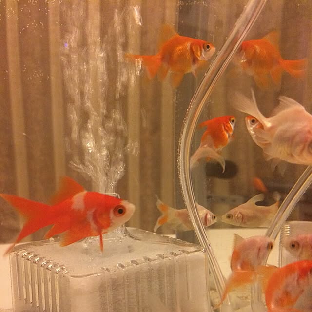 HappyRoseさんの実例写真