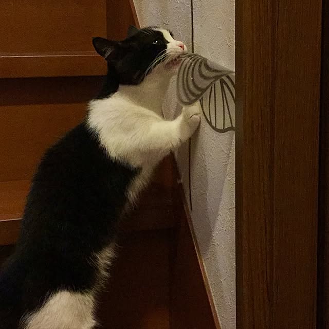 butachanさんの実例写真
