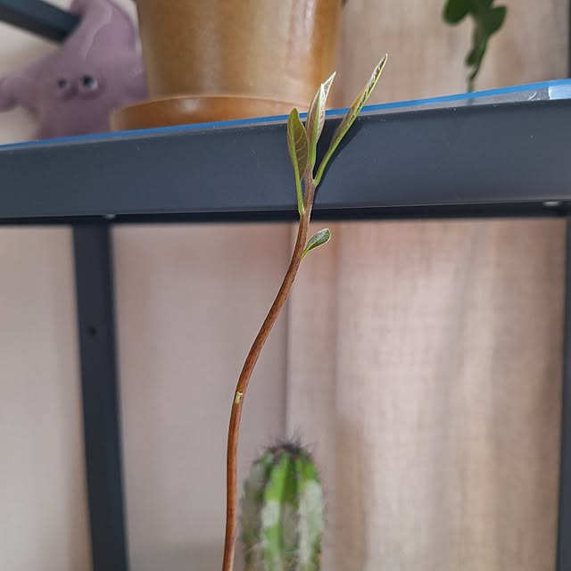 otokiさんの部屋