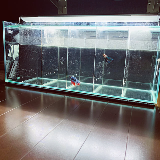 vivi.roomの-GEX　ガラス水槽　グラステリア　スリム600　（60×20×25）60cm水槽（単体）　ジェックス　お一人様1点限り　関東当日便の家具・インテリア写真