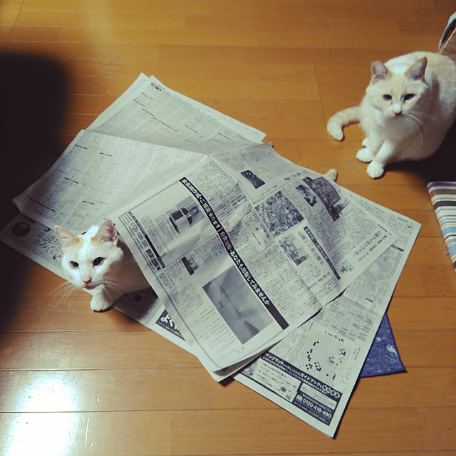 posauruさんの実例写真