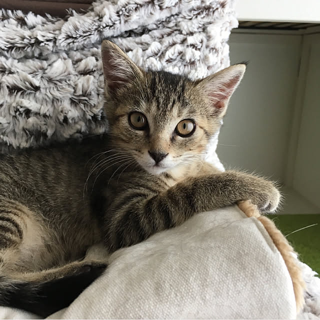 mikomaruさんの実例写真