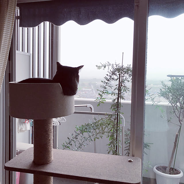 nekomiさんの実例写真