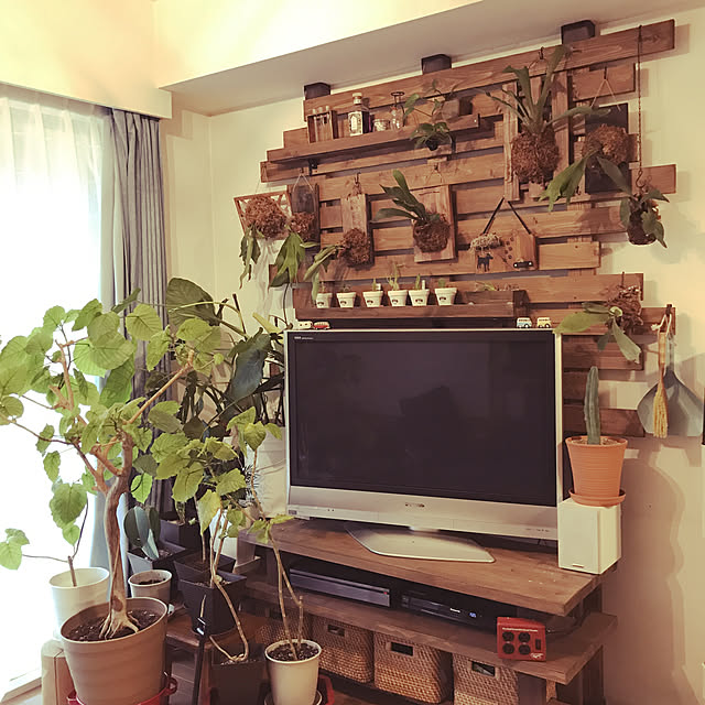 観葉植物/DIY/カフェ風/多肉植物/壁/天井のインテリア実例 - 2020-07-26 15:06:51