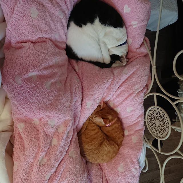 asuminさんの実例写真