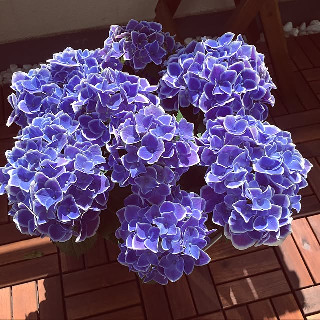 chryさんの実例写真