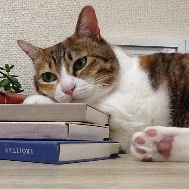 Mikaさんの実例写真