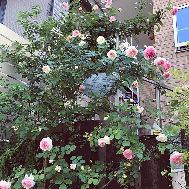 kicchanさんの実例写真