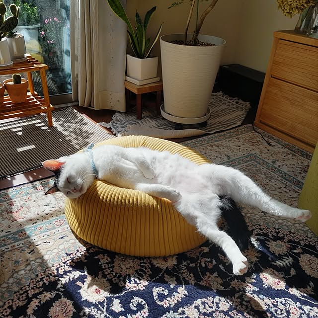 yuuさんの実例写真