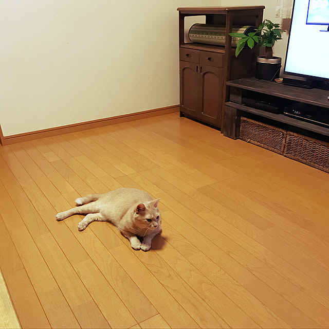 mikan161さんの実例写真