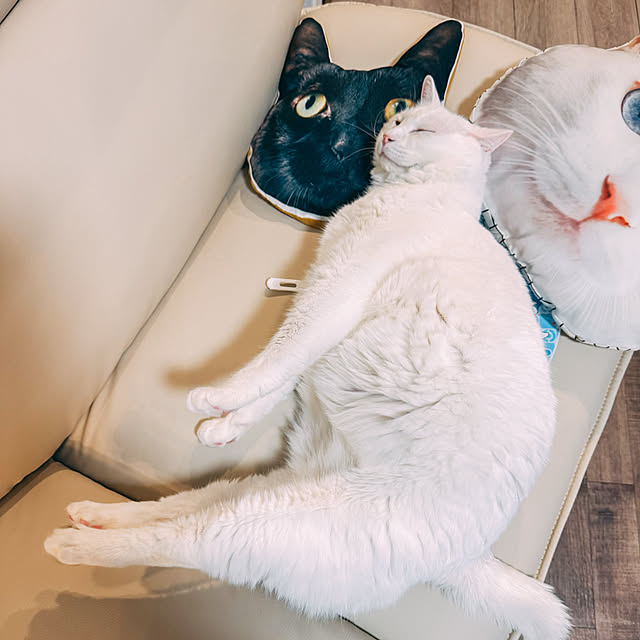 yuiiiさんの実例写真