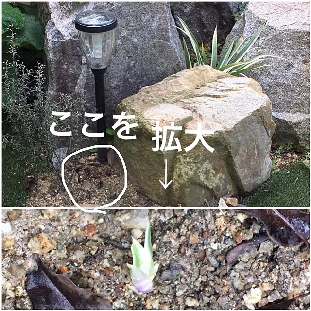nomnom888さんの実例写真