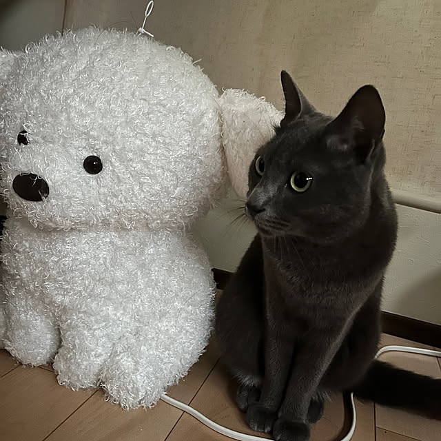 nekoさんの部屋