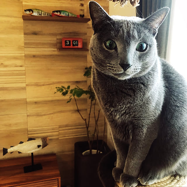 Tomさんの実例写真