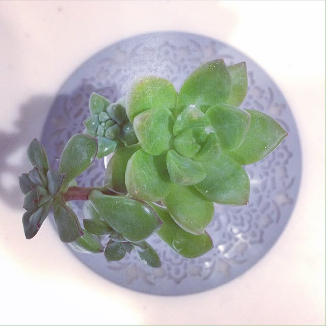 hiro.rororoさんの実例写真