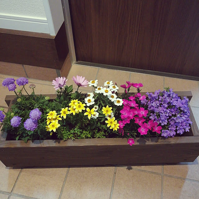玄関/入り口/植物/花のある暮らしのインテリア実例 - 2019-05-09 14:57:25