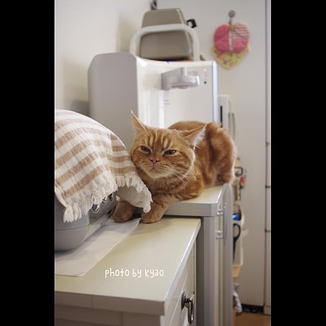 実例写真