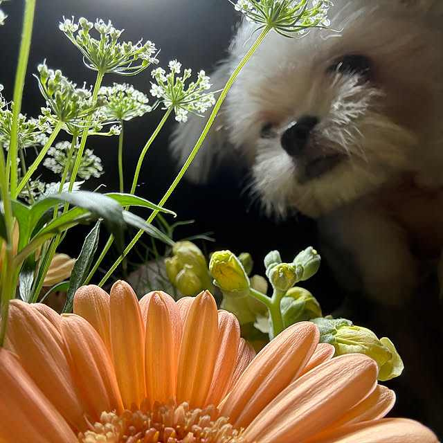 mkk8739hanasakuさんの部屋