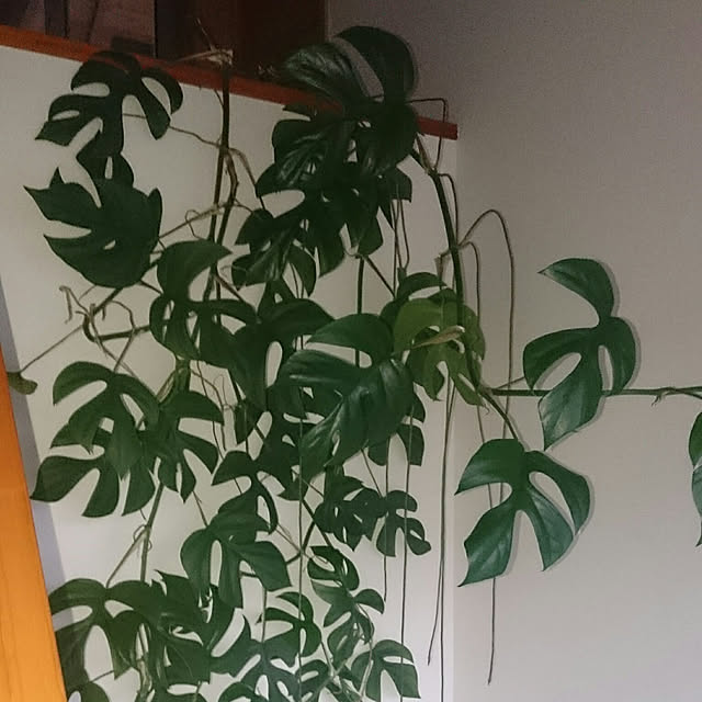 pineさんの実例写真