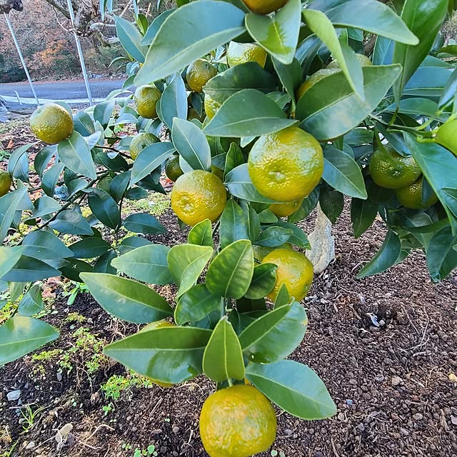 Rubiconさんの部屋