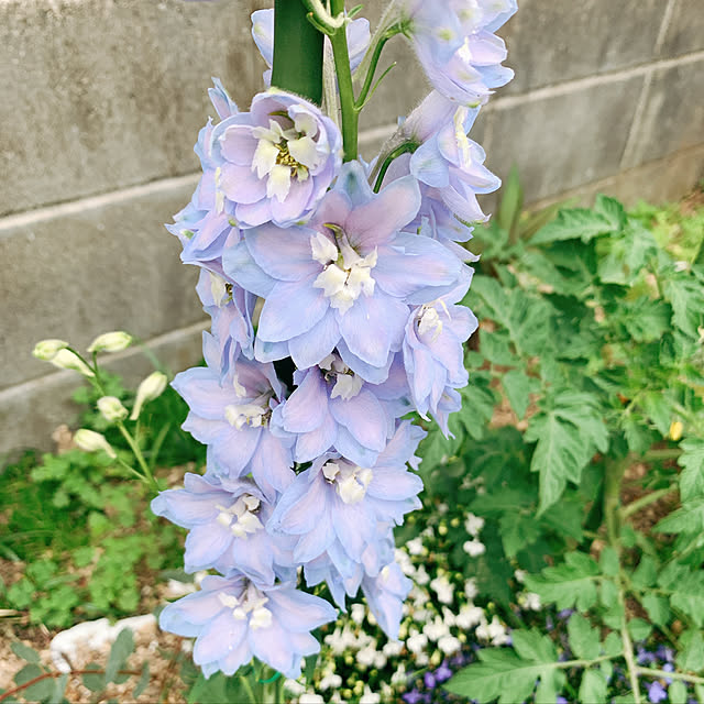 maymamさんの実例写真
