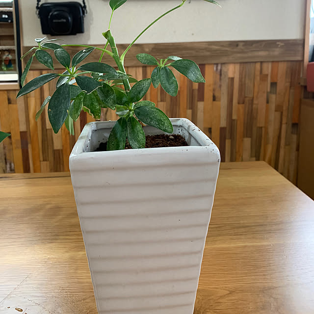Fumiさんの部屋
