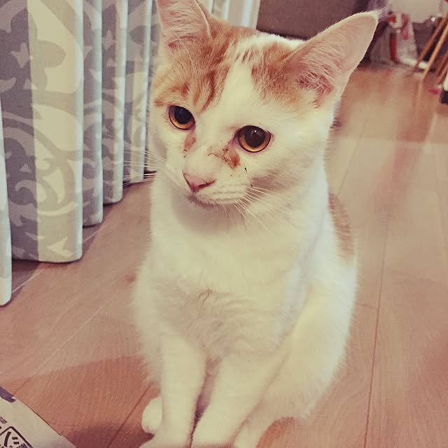 minkokoさんの実例写真