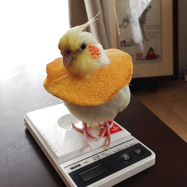 watabowさんの実例写真