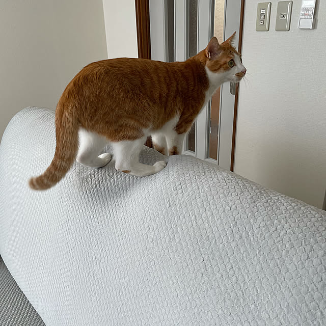 jurikenさんの実例写真