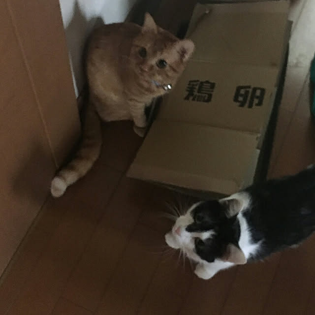 yum0408さんの実例写真