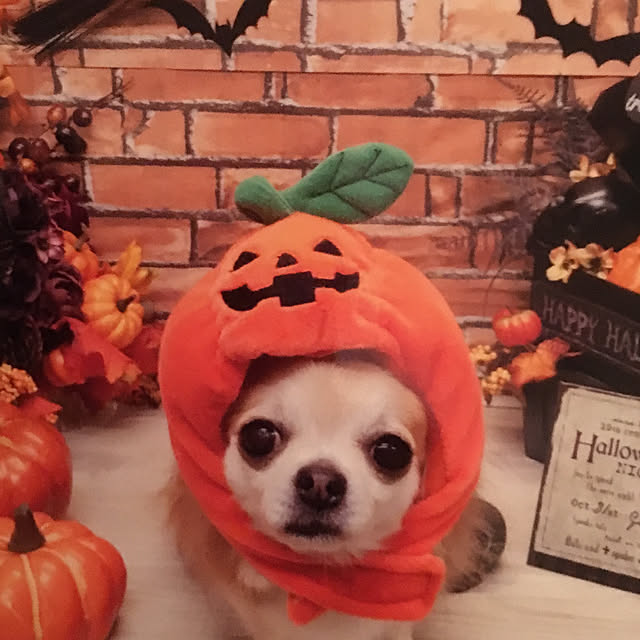 loverylapinさんの実例写真
