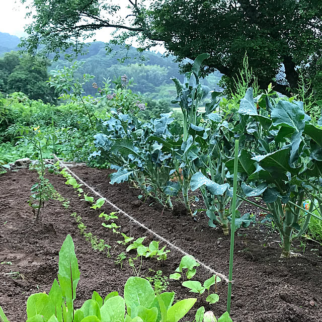 sakurasakuさんの実例写真