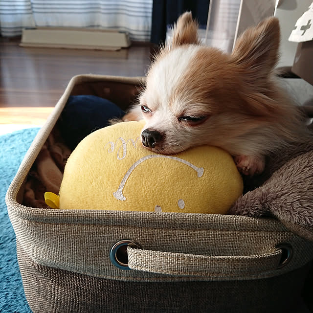 porinさんの実例写真