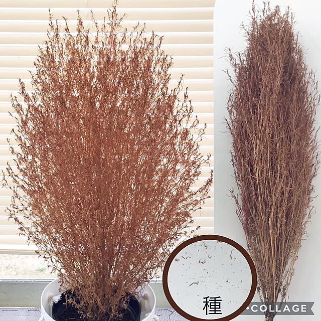 tararaさんの実例写真