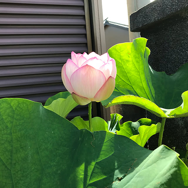 upaさんの実例写真