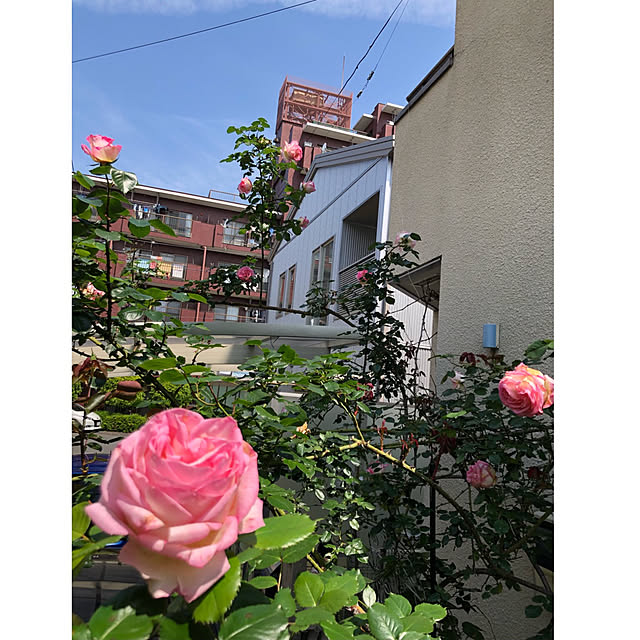 roserose555さんの実例写真