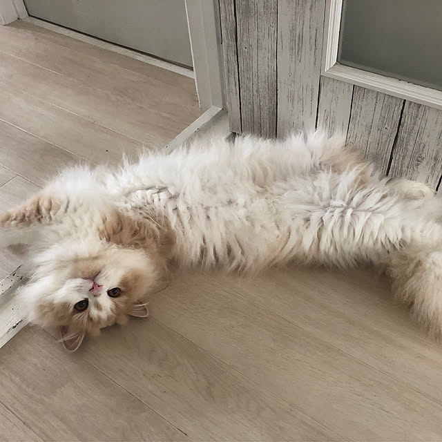 yuuchoさんの実例写真