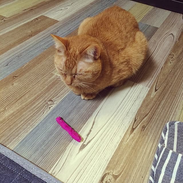 shiroinuさんの実例写真