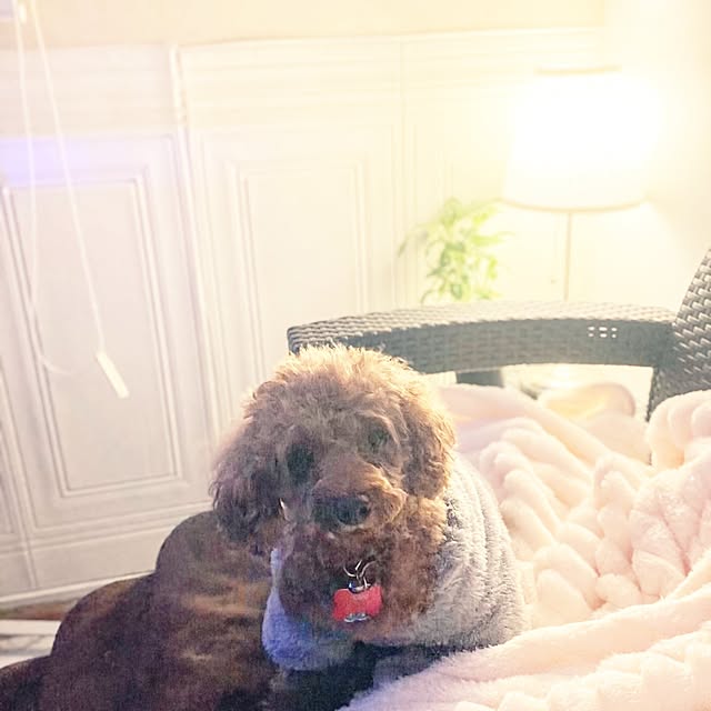 MOMOMAMAさんの実例写真