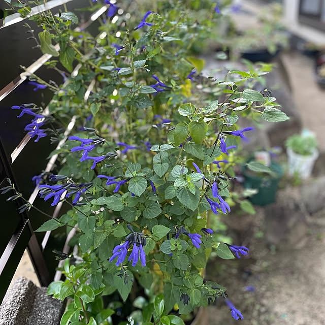 buchiさんの部屋