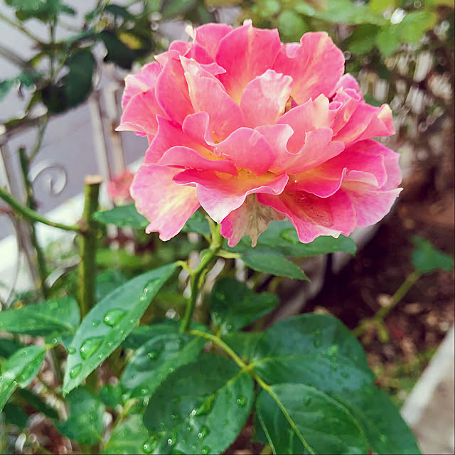 tomoさんの部屋