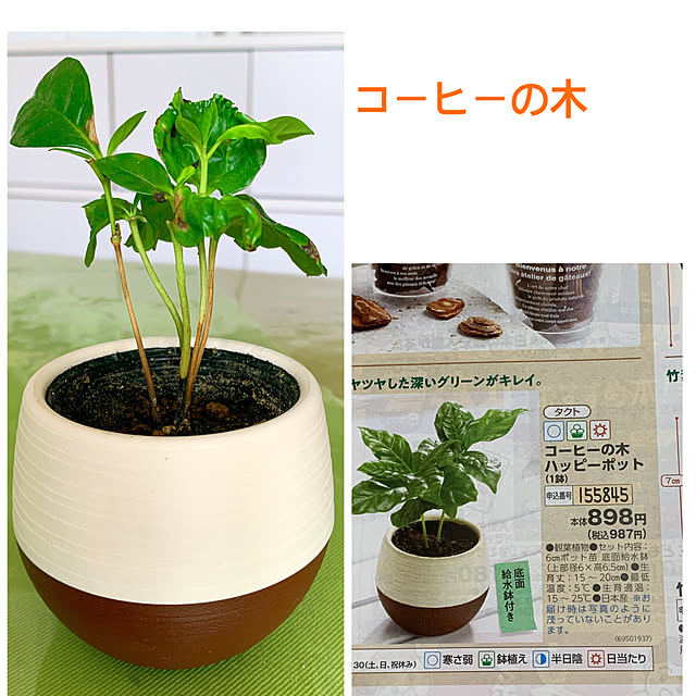 eshinobumさんの実例写真