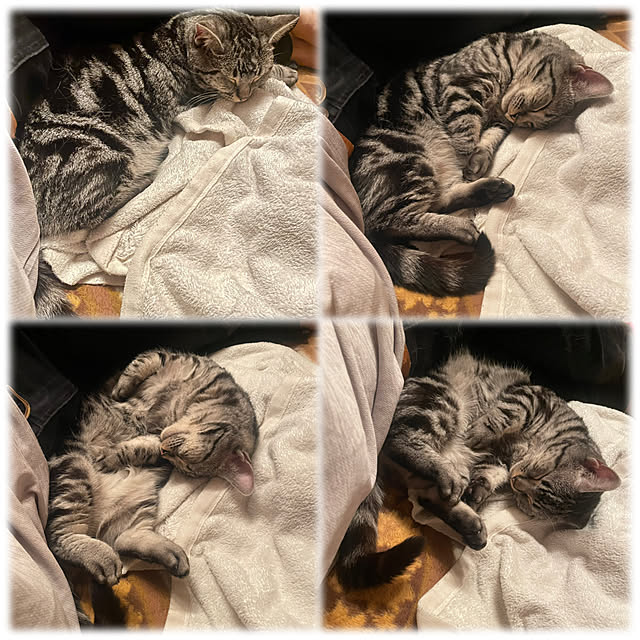 yumiさんの実例写真