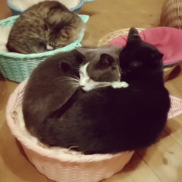 Maki-nekomamireさんの実例写真