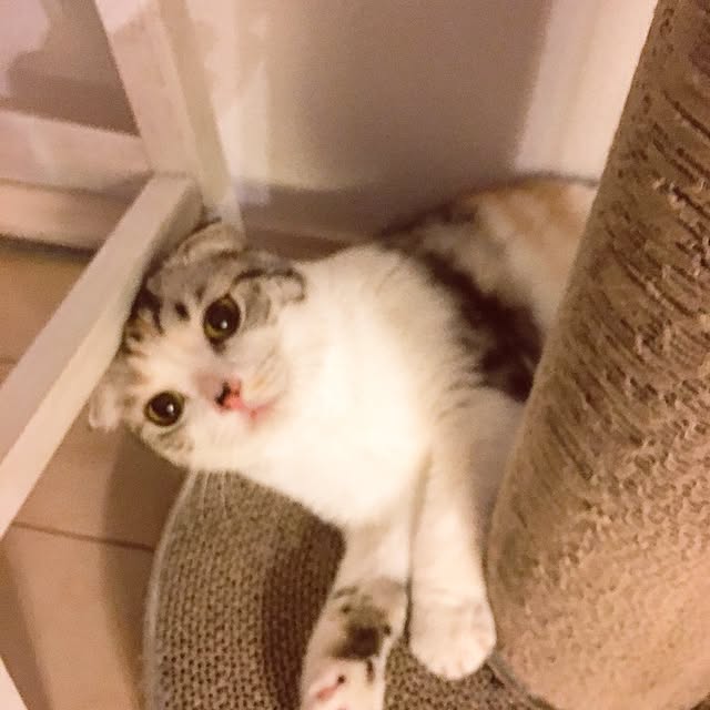 yokkochanさんの実例写真