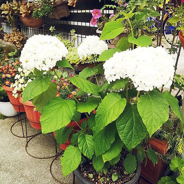 VERANDARJUNさんの実例写真